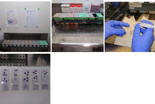 Staining process image